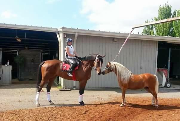 Christmas pony Cracker Jack. (Courtesy of Eliska Kubinova)
